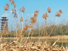 -洋湖国家湿地公园