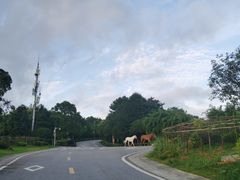 -铁山坪森林公园