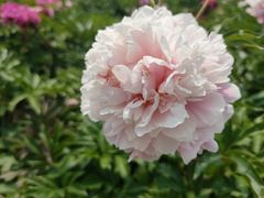 -黑龙江省森林植物园