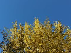 -潇湘阁(望京SOHO店)