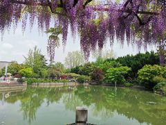 -嘉定紫藤园