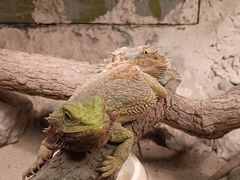 -上海大自然野生昆虫馆(东方明珠·爬宠昆虫探索中心)