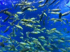 -太平洋海底世界