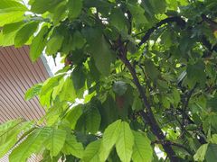 -Belice Chocolate Kingdom