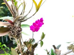 -深圳仙湖植物园