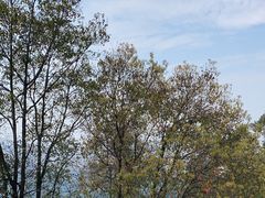 -火炉山森林公园