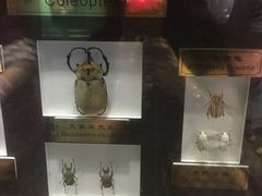 -上海昆虫博物馆
