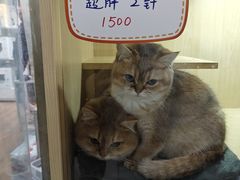 -宝鸡东道花鸟鱼虫市场(吉利花园商场店)