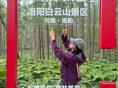 -洛阳白云山景区