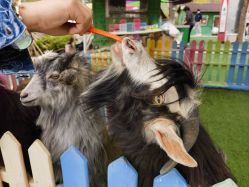 -萌宠亲子动物乐园(槐房万达店)