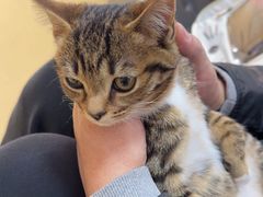 -瑞派天宁宠物医院·猫科·异宠中心