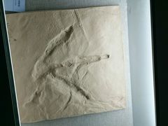 -延庆地质公园博物馆