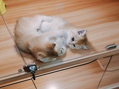 -猫十亿·布偶金渐层·曼基康矮脚猫舍(青年路店)
