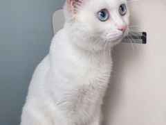 -伟伟宠物医院·瑞派猫友好医院·猫科(光谷店)