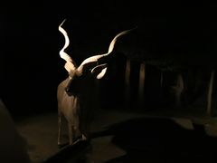 -清迈夜间动物园