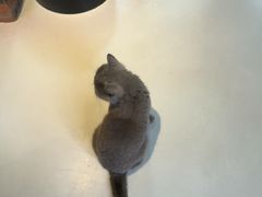 -豆逗聊愈猫阁Easy Life