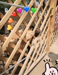 -萌宠亲子动物乐园(槐房万达店)