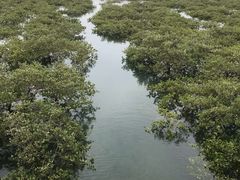 -北海金海湾红树林生态旅游区