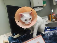 -伟伟宠物医院·瑞派猫友好医院·猫科(光谷店)
