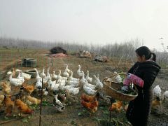 -龙湖东院农庄(乡间小路店)