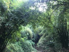 -川西竹海景区
