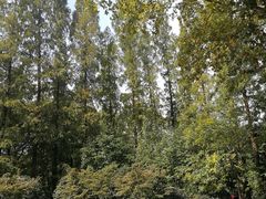 -徐家汇源景区-衡山公园