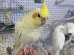 -吉丁鸟咖·异宠·寄养
