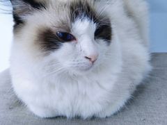 -喵的天空名猫咖啡馆·撸猫·猫舍·用品