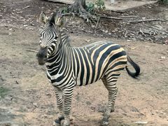 -清迈夜间动物园