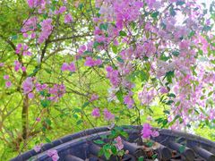 -深圳国际园林花卉博览园