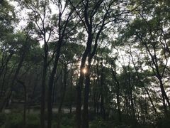 -南山植物园