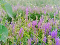 -野鸭湖国家湿地公园