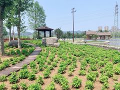 -羊亭河湿地公园