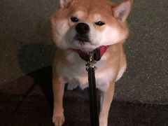-华星冰室(湾仔店)