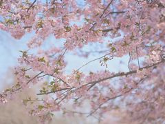 -上海辰山植物园