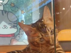 -欣宠猫屋·矮脚拿破仑·蓝金金渐层