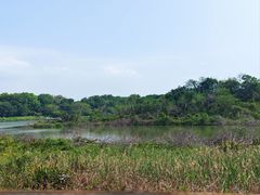 -华侨城湿地公园
