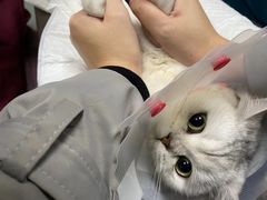 -纳吉亚猫专科动物医院博雅分院