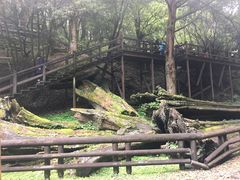 -阿里山神木遗迹