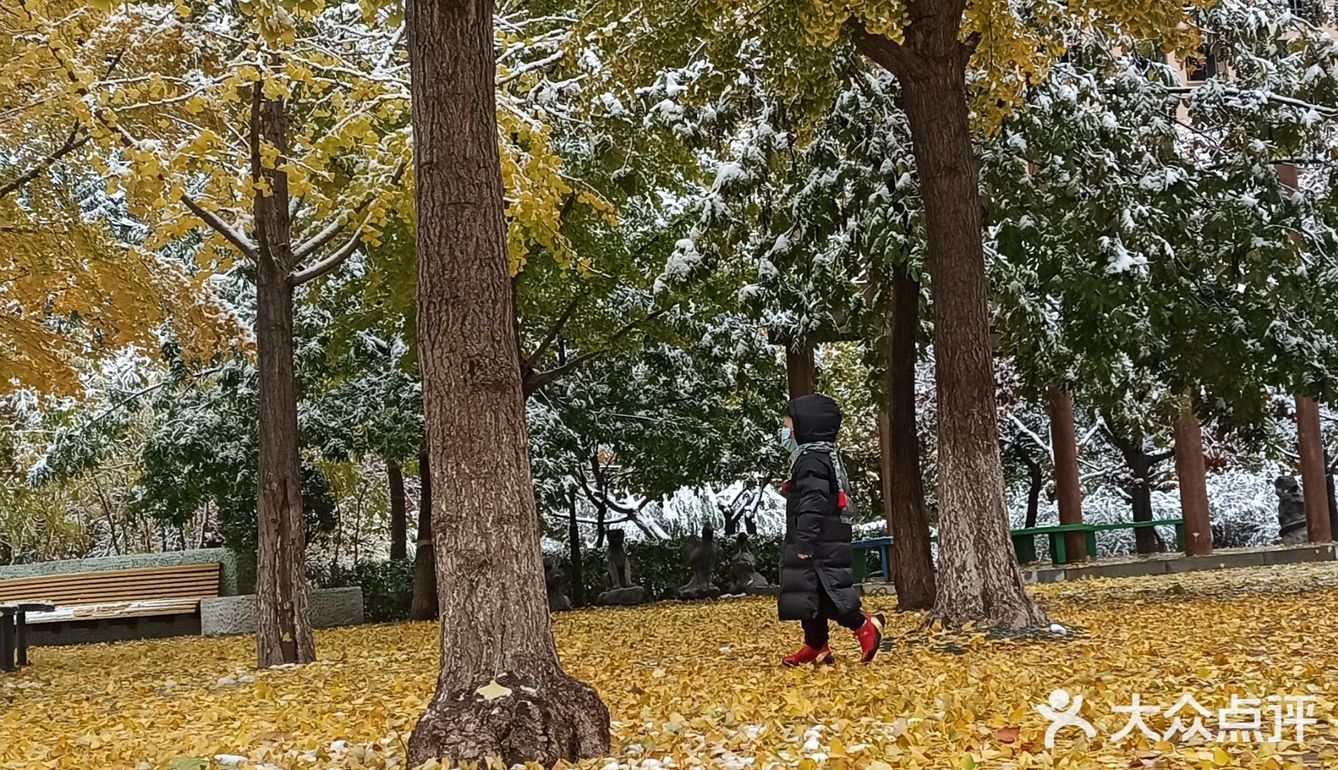 东环公园雪景和黄叶