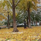 东环公园雪景和黄叶