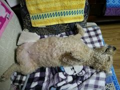 -瑞派福兴宠物医院犬猫全科·骨科·中西医结合(河东店)