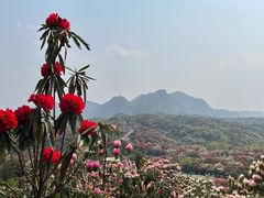 -贵州百里杜鹃风景名胜区