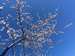 -北京十三陵国家森林公园蟒山景区