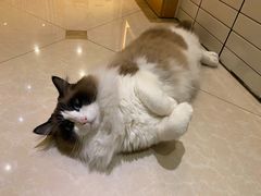 -Catmate·猫肥家润(金润铂宫店)
