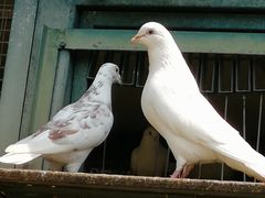 -宋庆龄陵园