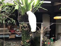 -Warung Babi Guling Ibu Oka 3