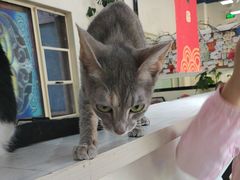 -猫小院猫主题餐厅(南锣旗舰店)