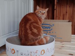 -圣宠动物医院·犬猫专科·影像中心·外科中心