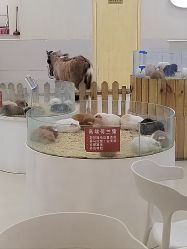 -Moni星球萌宠·小马宝莉·灵蛇·高端高阶全萌宠互动体验俱乐部(红豆国际广场店)